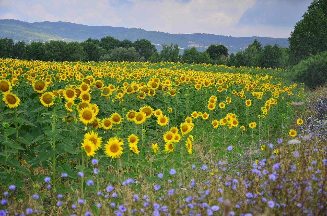 Agriturismo L'Impero サンタ・ルーチェ エクステリア 写真